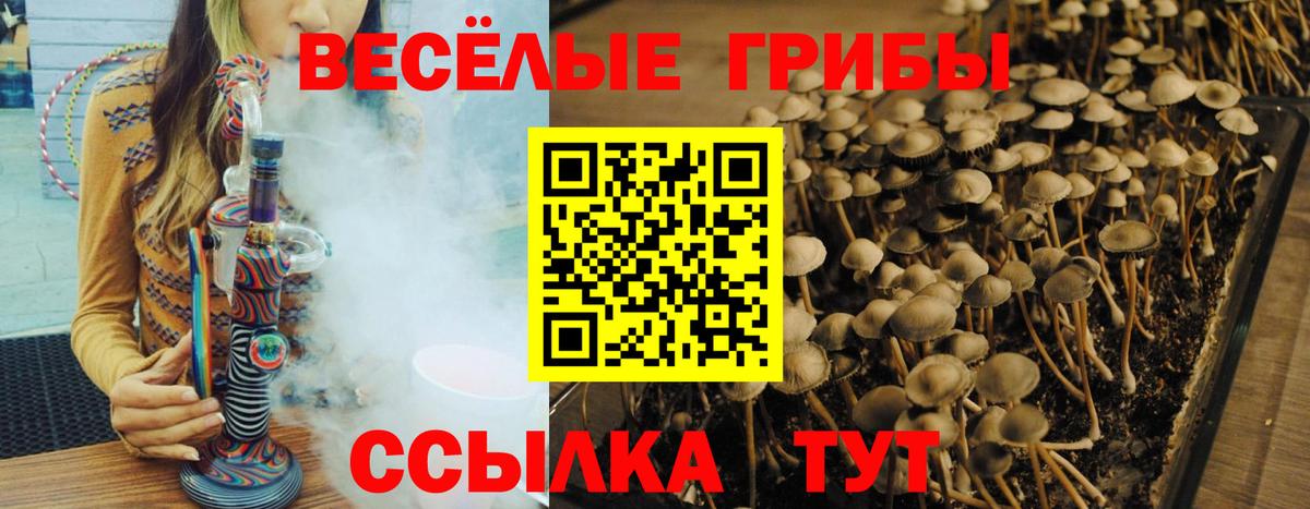 Галлюциногенные грибы Psilocybe  Курганинск 